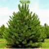 Саженцы сосны Обыкновенная 40-60 см -  5 шт.: фото и описание