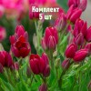 Комплект 5шт / Тюльпан Корендон: фото и описание