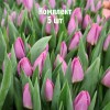 Комплект 5шт / Тюльпан Лайт Пинк Принц: фото и описание