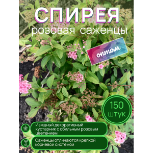 Спирея розовая / опт 150 штук