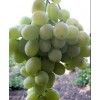 Виноград Агадаи: фото и описание